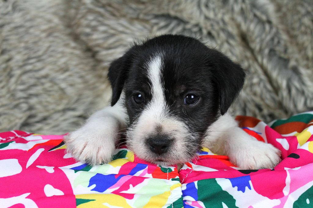 des very important Parson - Chiots disponibles - Parson Russell Terrier