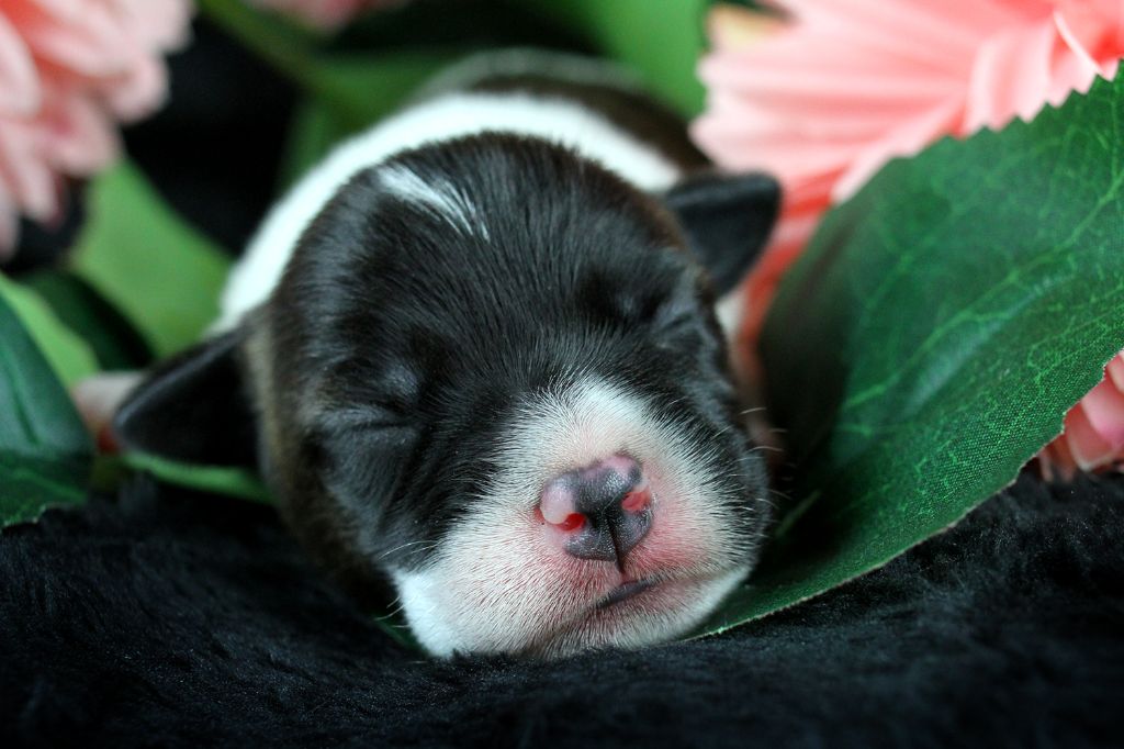des very important Parson - Chiots disponibles - Parson Russell Terrier