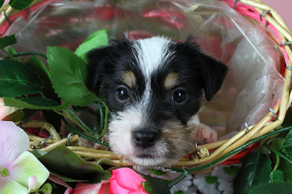 des very important Parson - Chiots disponibles - Parson Russell Terrier