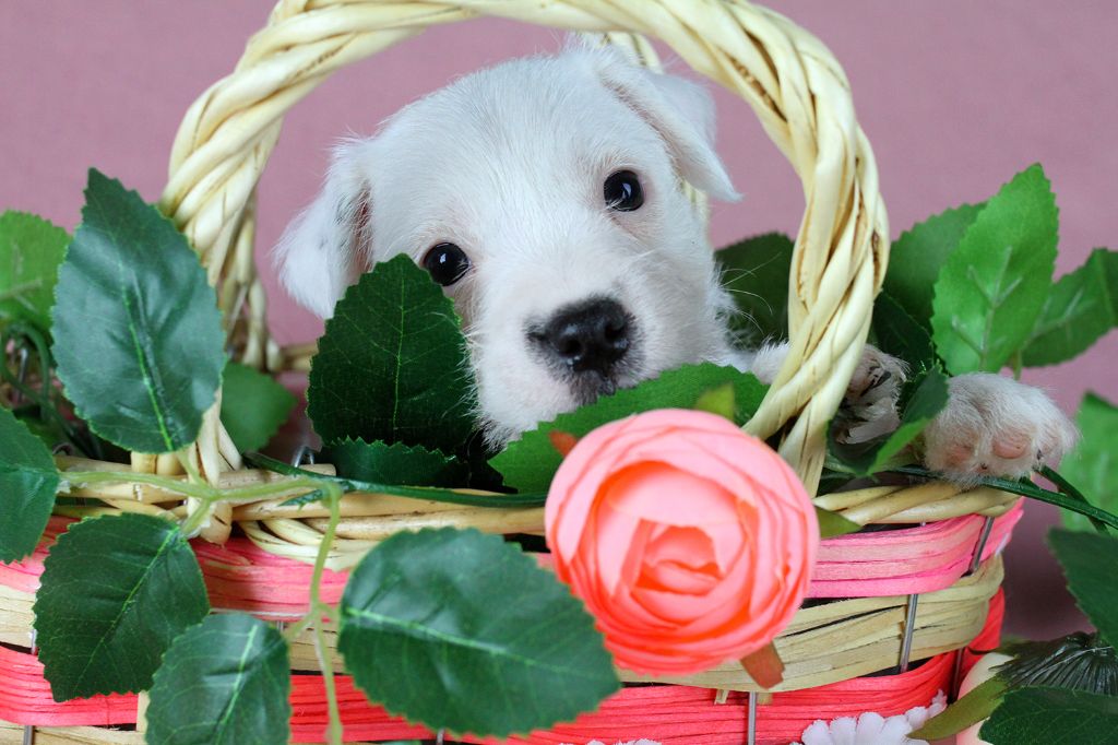 des very important Parson - Chiots disponibles - Parson Russell Terrier