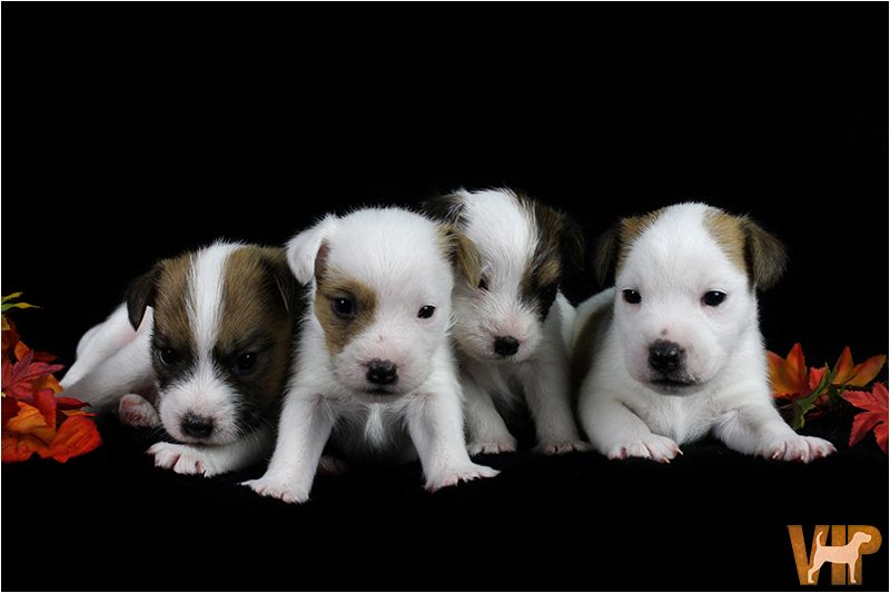 Chiot Parson Russell Terrier des very important Parson