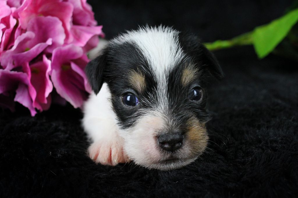 des very important Parson - Chiots disponibles - Parson Russell Terrier