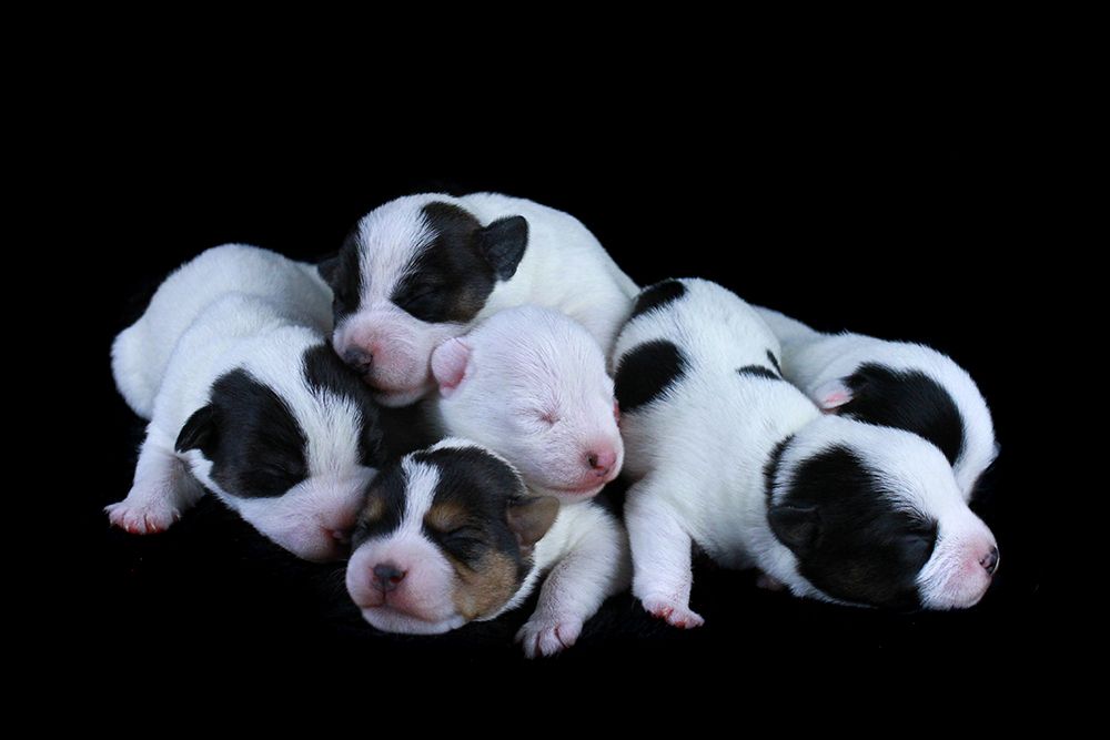 Chiot Parson Russell Terrier des very important Parson