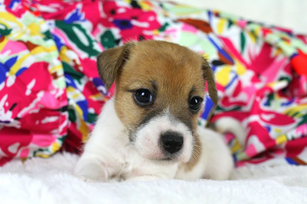 des very important Parson - Chiots disponibles - Parson Russell Terrier