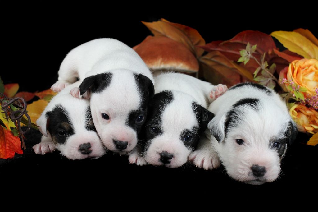 Chiot Parson Russell Terrier des very important Parson