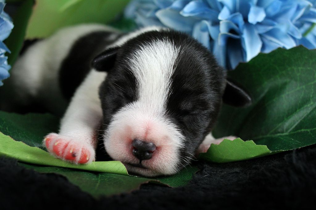des very important Parson - Chiots disponibles - Parson Russell Terrier